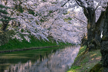 弘前市　弘前公園の満開の桜