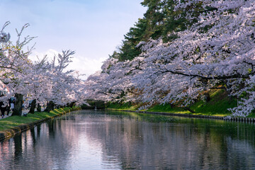 弘前市　弘前公園の満開の桜