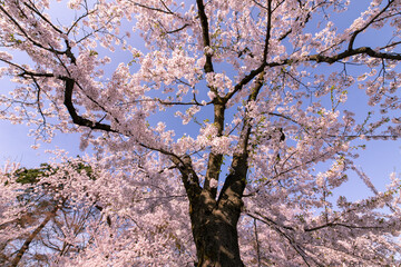 弘前市　弘前公園の満開の桜
