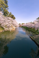 Fototapeta na wymiar 弘前市　弘前公園の満開の桜