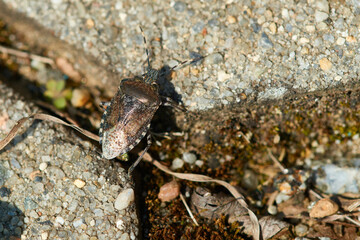 Graue Gartenwanze (Rhaphigaster nebulosa)
