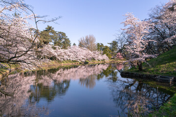 弘前市　弘前公園の満開の桜