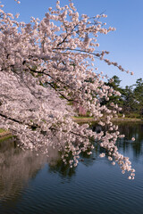 弘前市　弘前公園の満開の桜