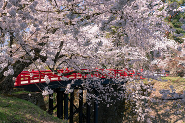 弘前市　弘前公園の満開の桜