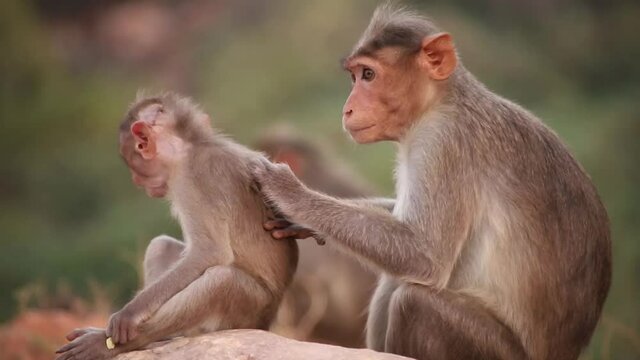parent monkey and baby monkey