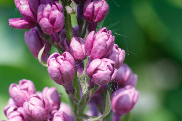 Filigrane Blumen in Grossformataufnahme