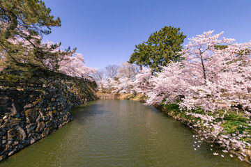 弘前市　弘前公園の満開の桜