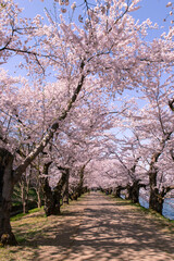 弘前市　弘前公園の満開の桜