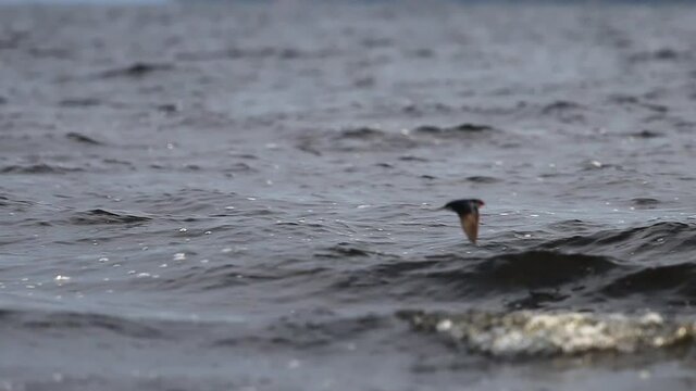 swallow slow motion flies over the waves