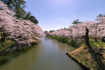Fototapeta premium 弘前市 弘前公園の満開の桜