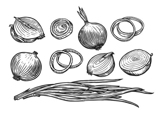 Onion bulb and rings. Fresh vegetables sketch vector illustration