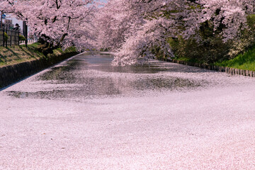 弘前市　弘前公園の満開の桜