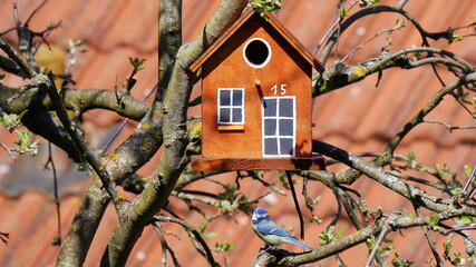 Blaumeise schaut auf zu 