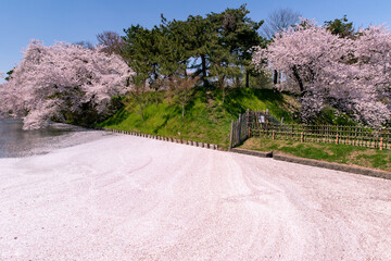 弘前市　弘前公園の満開の桜