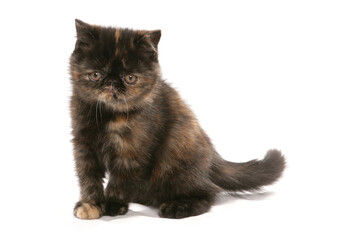 exotic brown tortie kitten