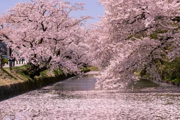 Foto op Canvas 弘前市　弘前公園の満開の桜 © 英敏 松本