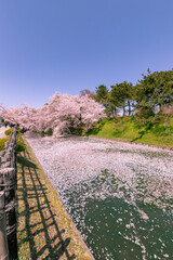 弘前市　弘前公園の満開の桜