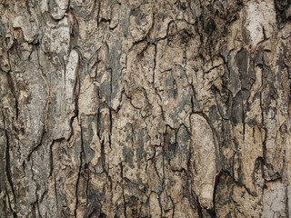 Naklejka premium Old tree bark with beautiful patterns for graphic design