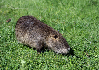 Young nutria grazes in green grass