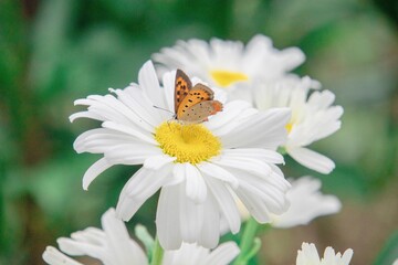 Obraz premium ベニシジミと白い花