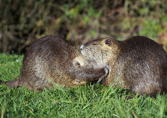 Two young nutrias communicate friendly  in a meadow