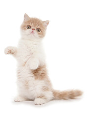 cream and white exotic shorthair kitten