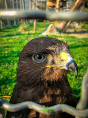 close up of a eagle