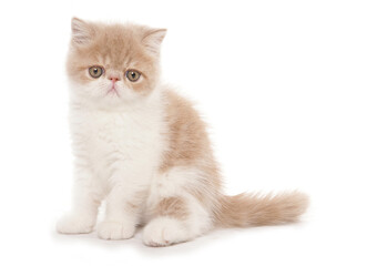 cream and white exotic shorthair kitten