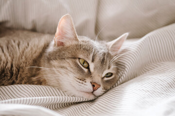 A domestic striped gray cat lie on the bed. The cat in the home interior.