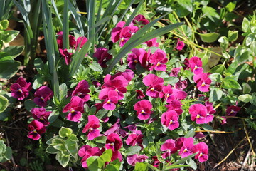 春の花壇に咲くビオラの花