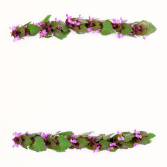 isolated stripes of spring field plants with pink flowers on white background 