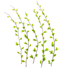 isolated tender green spring twigs with blossoming leaves on a white background 