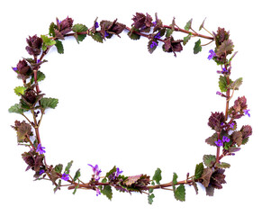 isolated frame from spring field plants with purple flowers rectangular shape on white background 