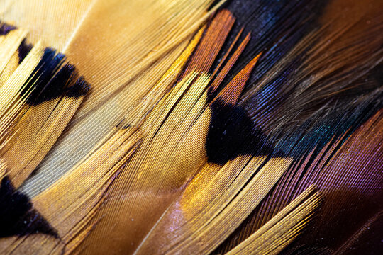 colorful ringneck pheasant feathers for fly tying