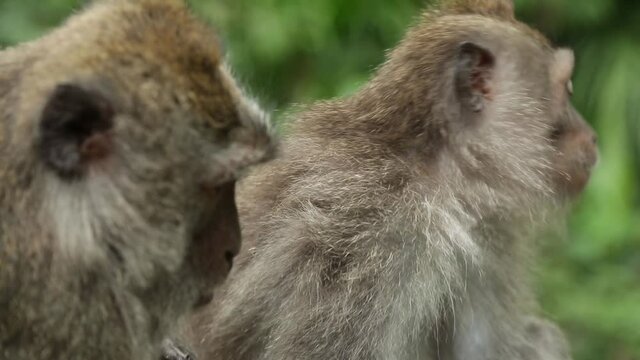 A monkey is cleaning another monkey. Without sound. Rainforest in the background. Hygiene is very important for all creatures. Handheld camera. Indonesia. Day.