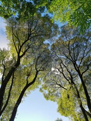 trees in autumn