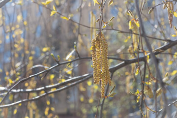 Spring background in pastel colors with birch earrings with bokeh effect. The concept of rebirth, spring mood.