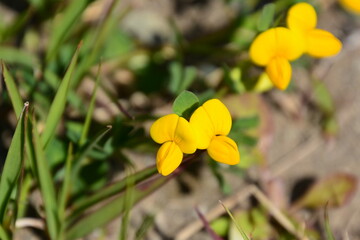 自然の草花たち