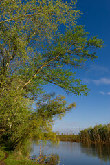 Obraz premium Green deciduous trees on the banks of the river on a sunny morning.