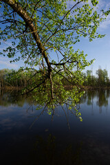 Fototapeta na wymiar branch of a tree with green foliage hangs above the water surface in the river on a sunny morning.