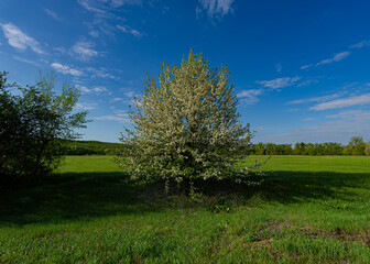 Fototapeta na wymiar Blooming apple tree in the meadow on a sunny day.