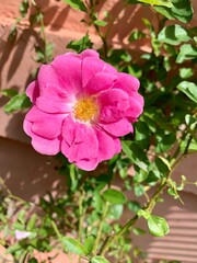 Fototapeta premium pink rose bush