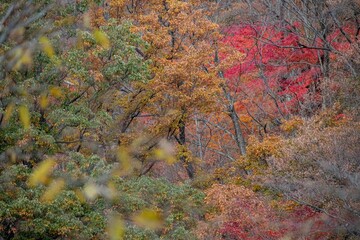 紅葉になっていく山肌