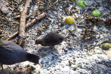 A baby bird struggles through polluted river water highlighting environmental water pollution issues