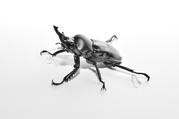 ニジイロクワガタ
