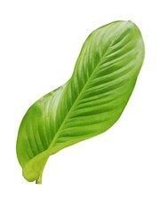 Obraz premium leaf lettuce