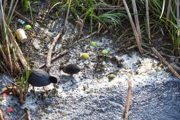 A baby bird struggles through polluted river water highlighting environmental water pollution issues