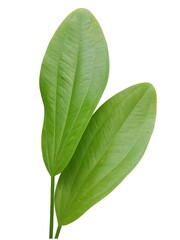 green leaf isolated on white