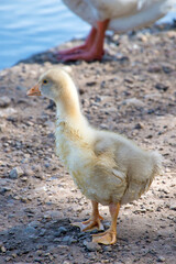 Kleines Gänseküken schaut auf den Fluß  an der Güdinger Schleuse in Saarbrücken