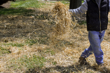 Housework lawn landscaper scattering straw in a residential property